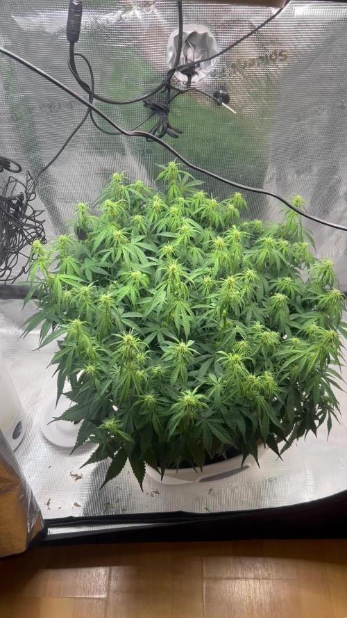 1.0 Sticky Orange XXL Auto 1P1T LST