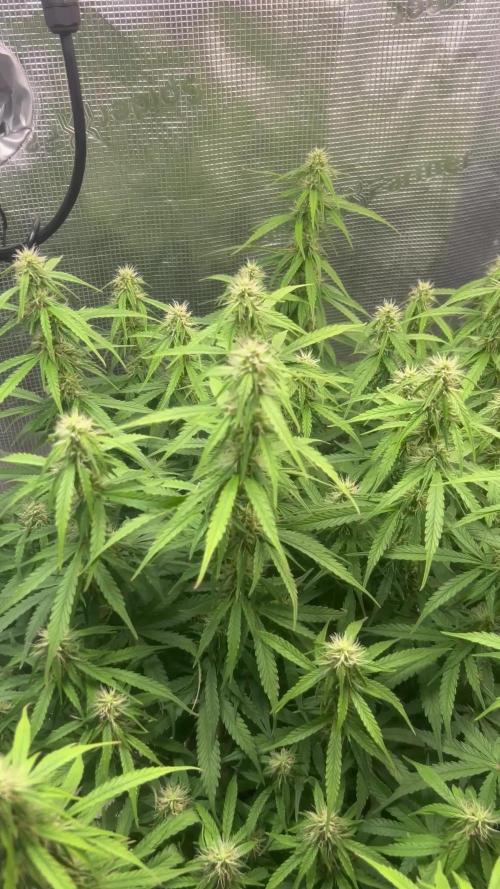 1.0 Sticky Orange XXL Auto 1P1T LST