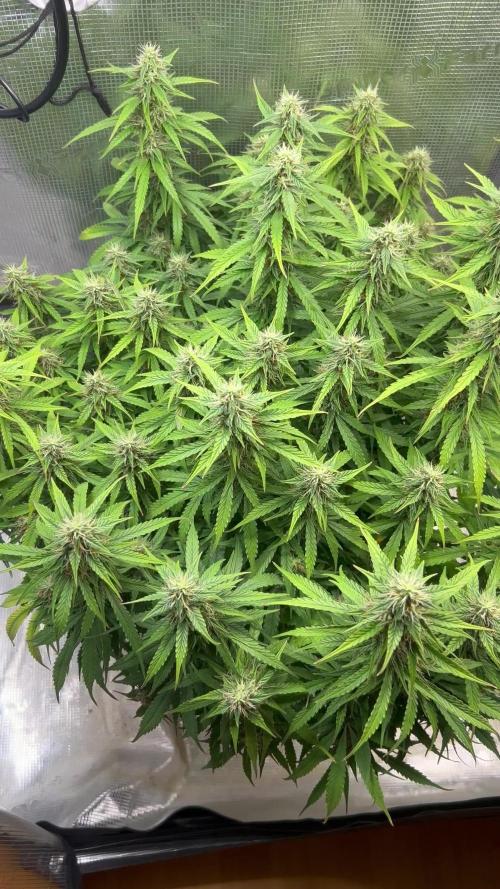 1.0 Sticky Orange XXL Auto 1P1T LST