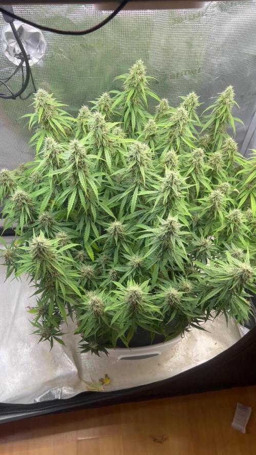 1.0 Sticky Orange XXL Auto 1P1T LST