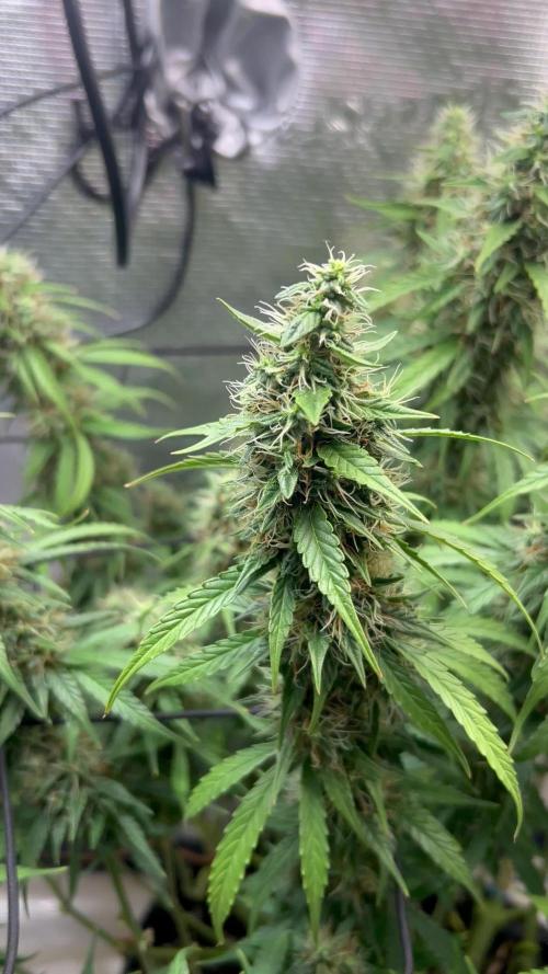 1.0 Sticky Orange XXL Auto 1P1T LST