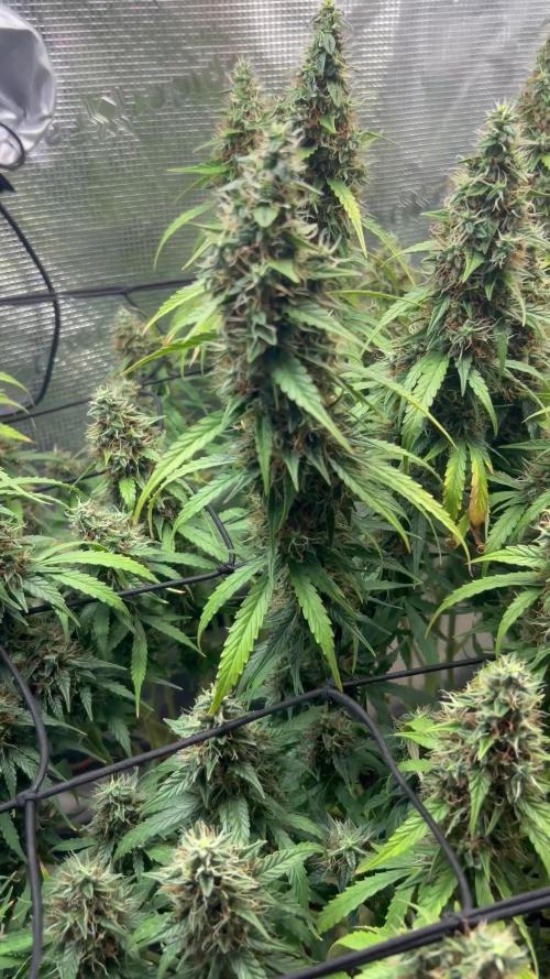 1.0 Sticky Orange XXL Auto 1P1T LST