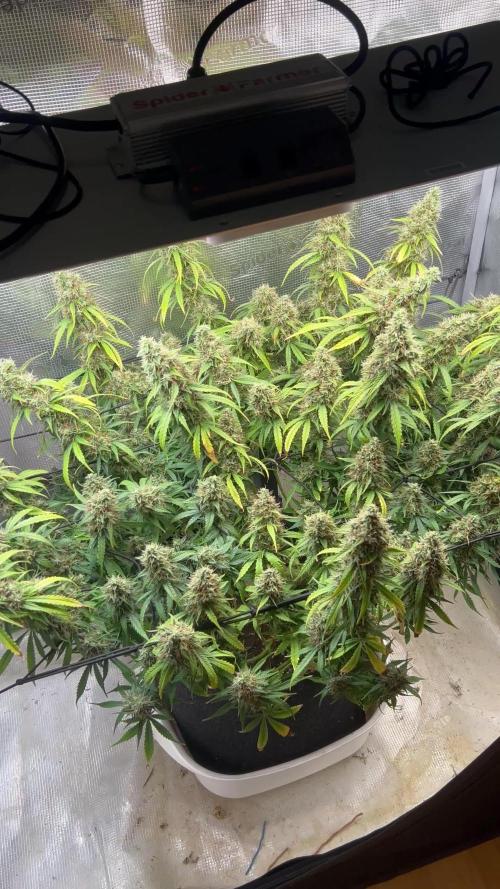 1.0 Sticky Orange XXL Auto 1P1T LST