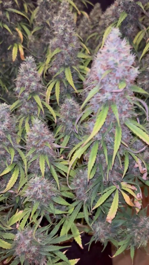 1.0 Sticky Orange XXL Auto 1P1T LST