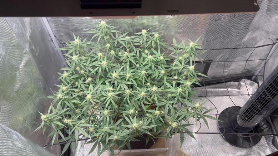 2.0 Sticky orange xxl Auto Sensi Seeds