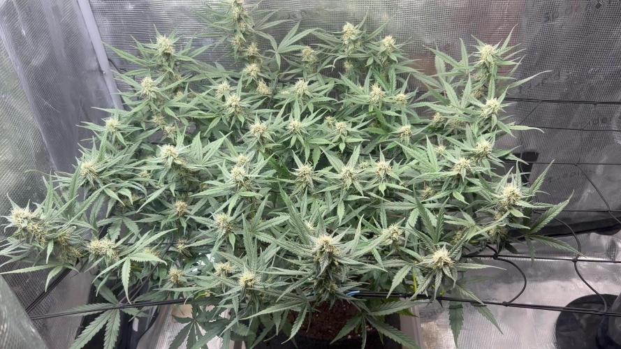 2.0 Sticky orange xxl Auto Sensi Seeds