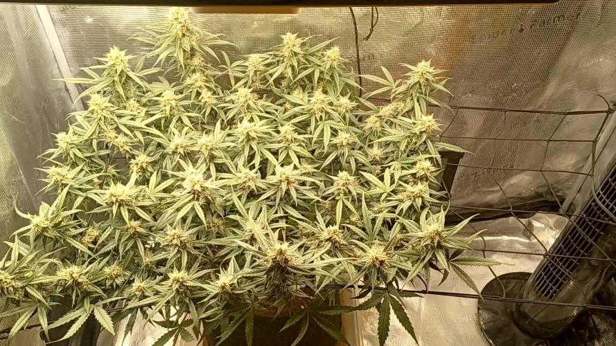 2.0 Sticky orange xxl Auto Sensi Seeds