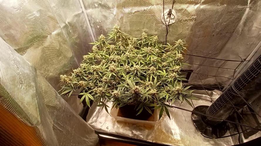 2.0 Sticky orange xxl Auto Sensi Seeds