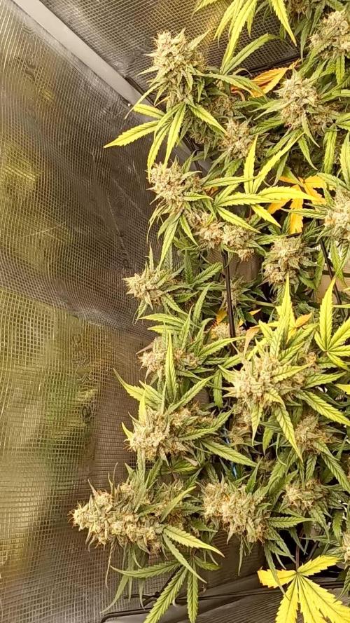2.0 Sticky orange xxl Auto Sensi Seeds