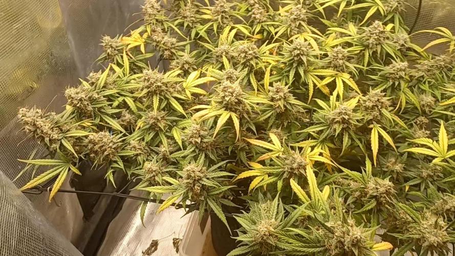 2.0 Sticky orange xxl Auto Sensi Seeds