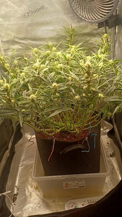 1.0 Pound Cake Auto Fast Buds LST
