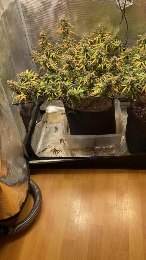 2.0 Sticky orange xxl Auto Sensi Seeds