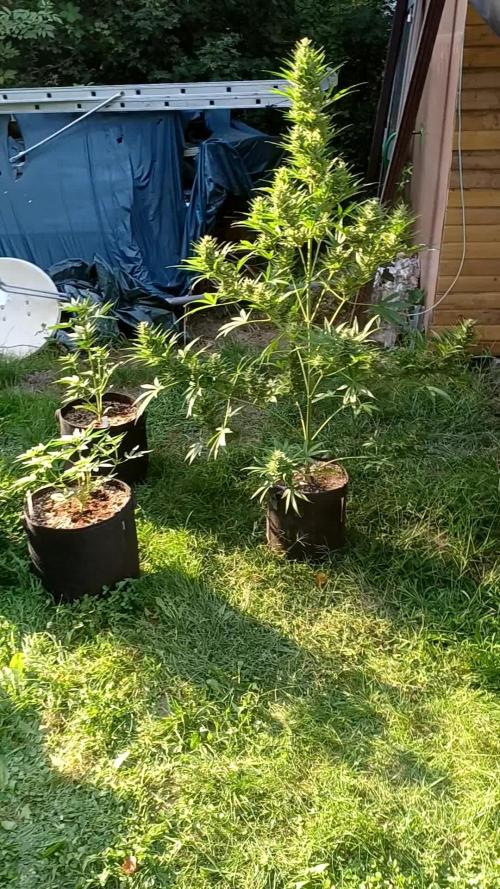 Afghan Kush Auto Outdoor Flower