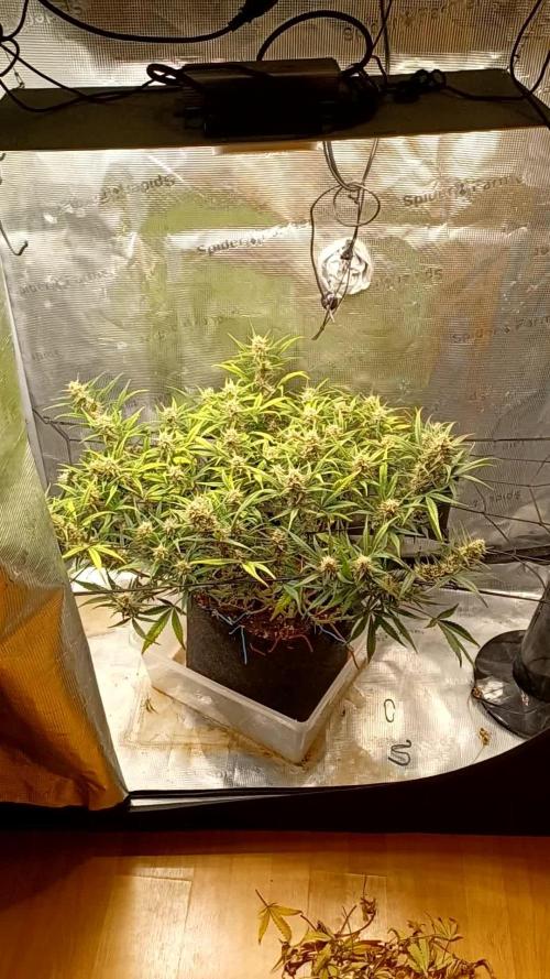 1.0 Pound Cake Auto Fast Buds LST