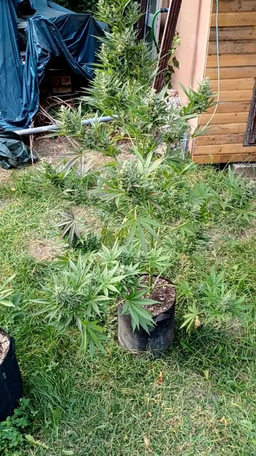 Afghan Kush Auto Outdoor Flower