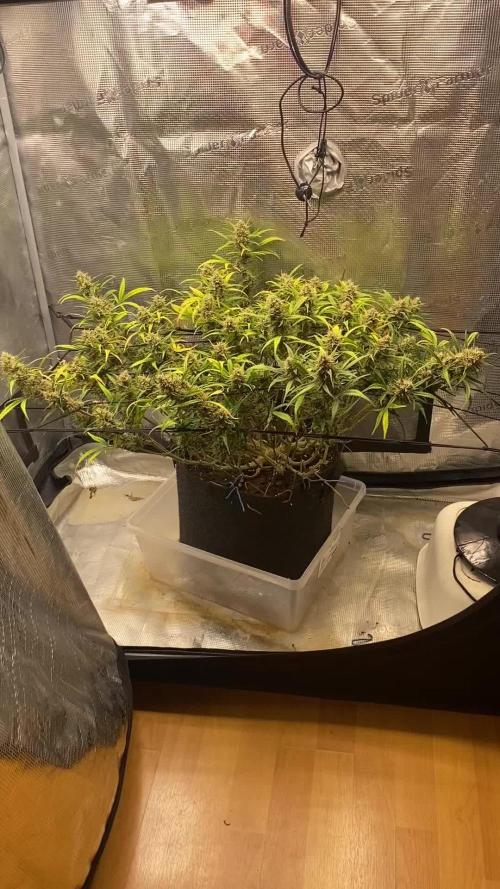 1.0 Pound Cake Auto Fast Buds LST