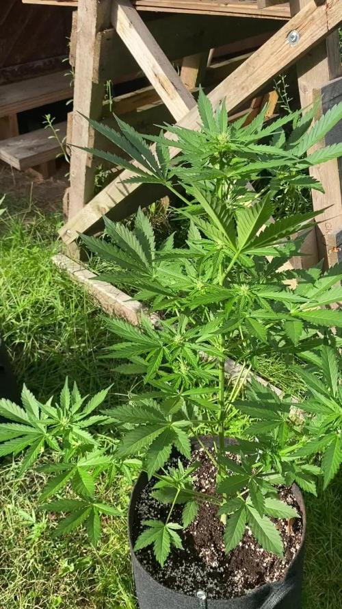 Biscotti#33 Outdoor