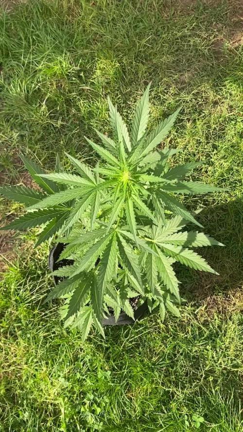 Stick Mango Auto Outdoor