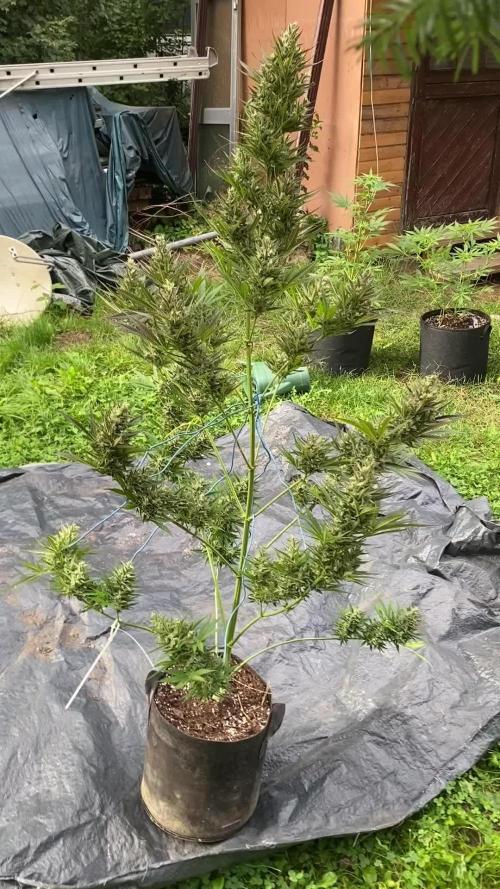 Afghan Kush Auto Outdoor Flower