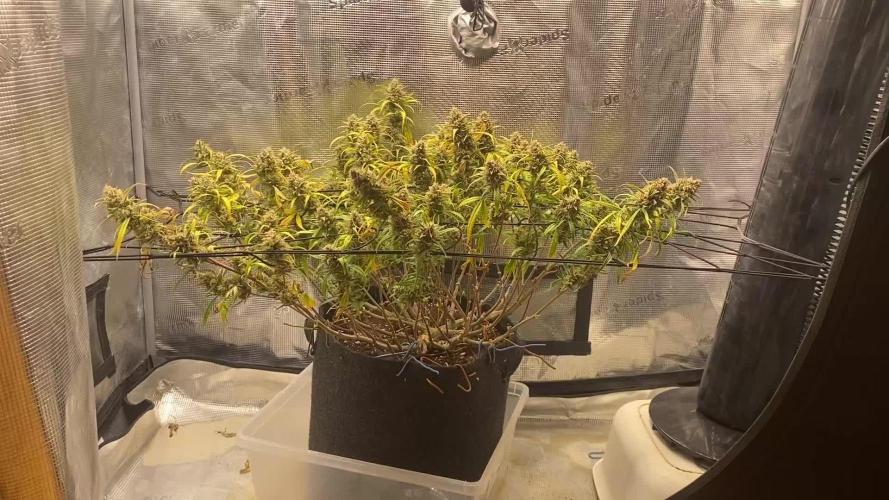 1.0 Pound Cake Auto Fast Buds LST