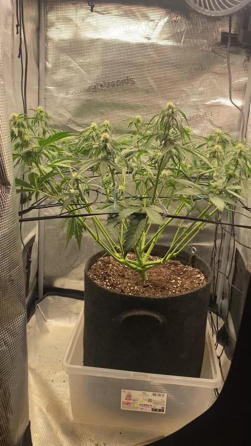 Lemon Cherry Cookies Auto FB