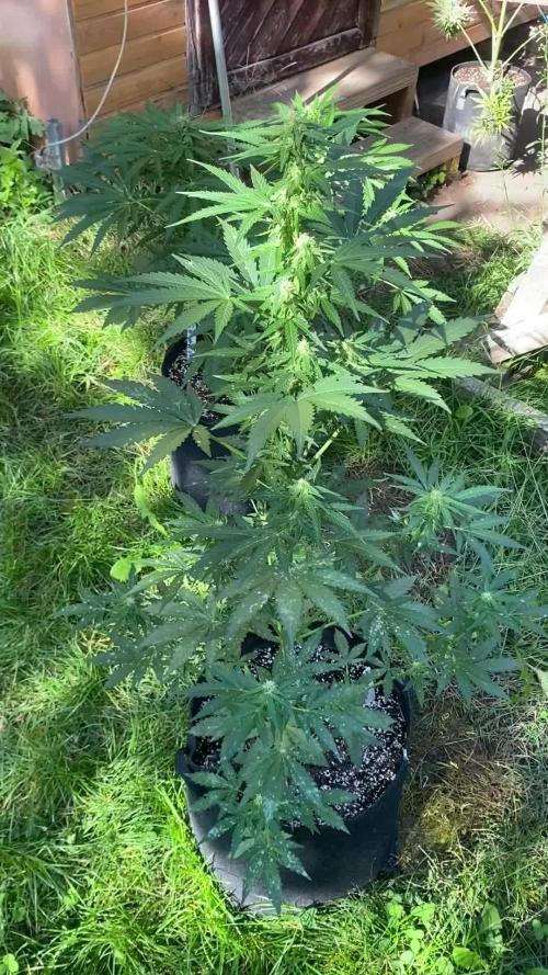 Stick Mango Auto Outdoor