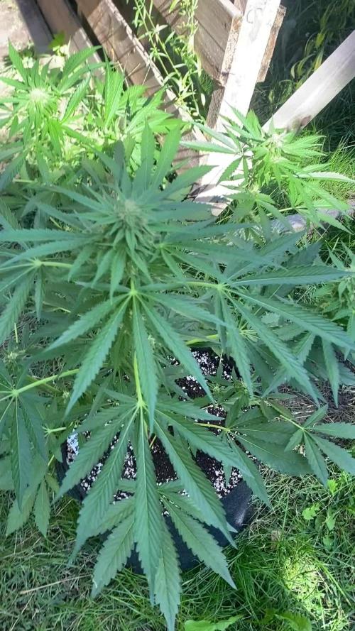 ZERBERT Auto Outdoor