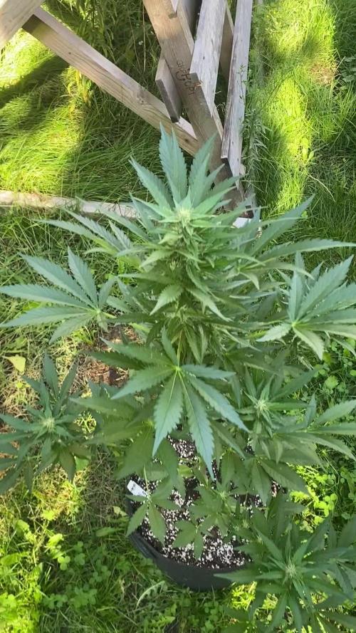 Biscotti#33 Outdoor