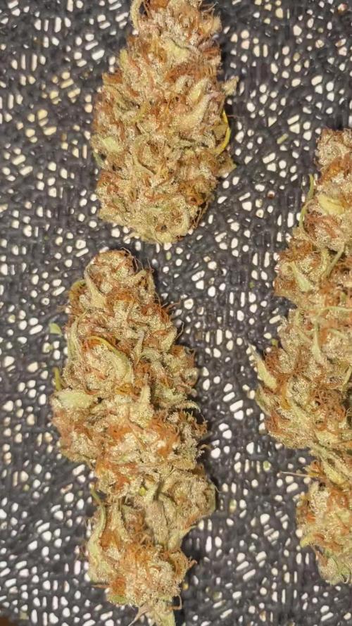 1.0 Pound Cake Auto Fast Buds LST