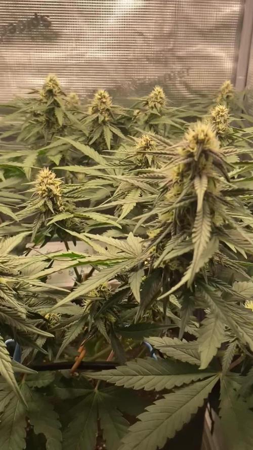 Lemon Cherry Cookies Auto FB