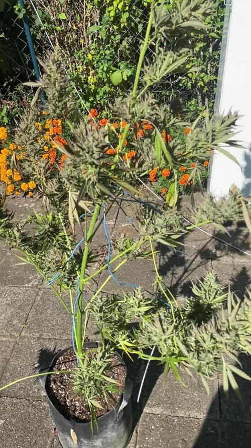 Afghan Kush Auto Outdoor Flower