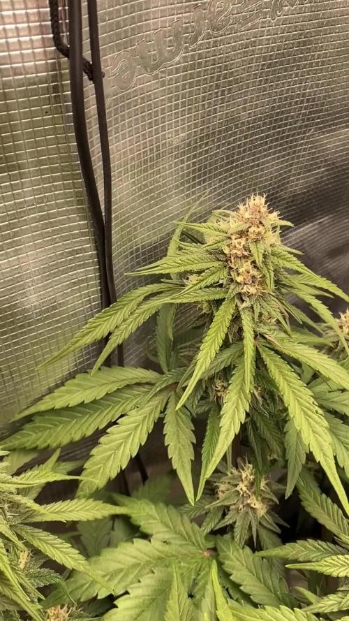 Lemon Cherry Cookies Auto FB