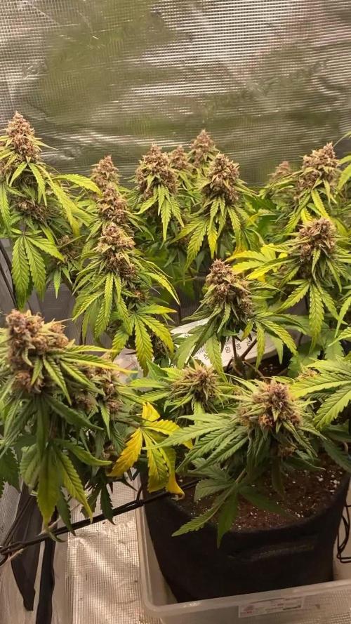 Lemon Cherry Cookies Auto FB