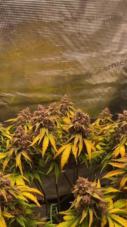 Lemon Cherry Cookies Auto FB