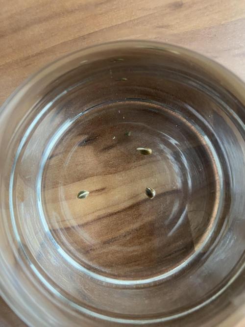 🦍🍪Gorilla Cookies FF Fast buds 420. Week 0