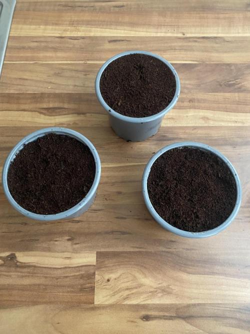 🦍🍪Gorilla Cookies FF Fast buds 420. Week 0