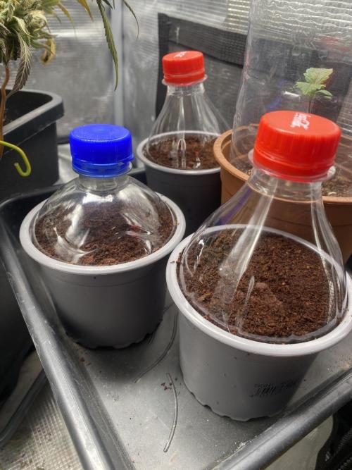 🦍🍪Gorilla Cookies FF Fast buds 420. Week 0