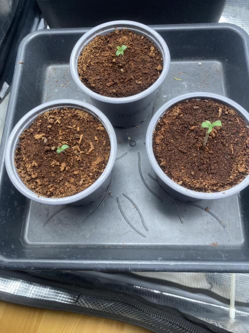 🦍🍪Gorilla Cookies FF Fast buds 420. Week 0