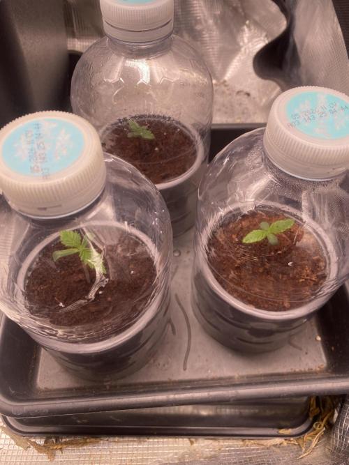 🦍🍪Gorilla Cookies FF Fast buds 420. Week 0