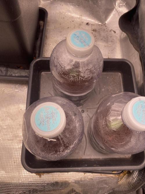 🦍🍪Gorilla Cookies FF Fast buds 420. Week 0