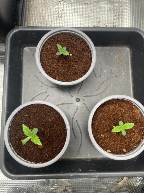 🦍🍪Gorilla Cookies FF Fast buds 420. Week 0