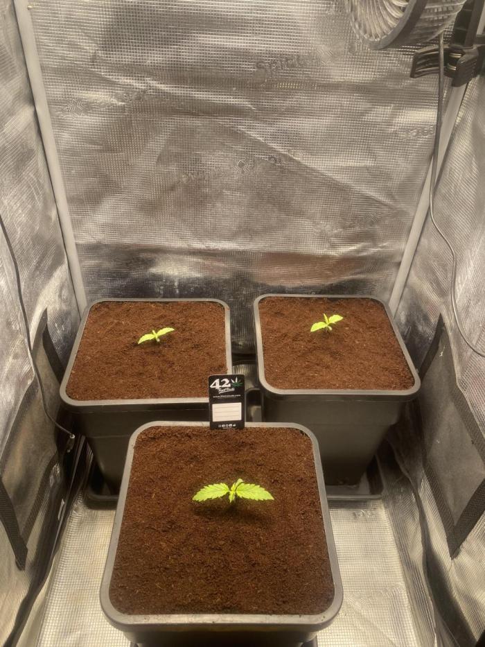 🦍🍪Gorilla Cookies FF Fast buds 420. Week 1