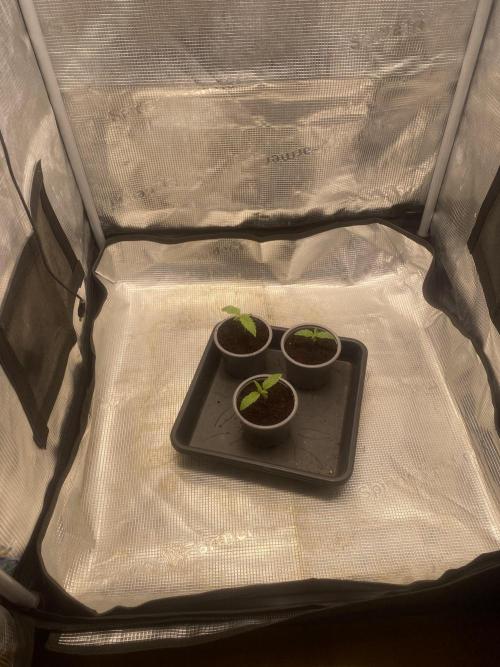 🦍🍪Gorilla Cookies FF Fast buds 420. Week 0