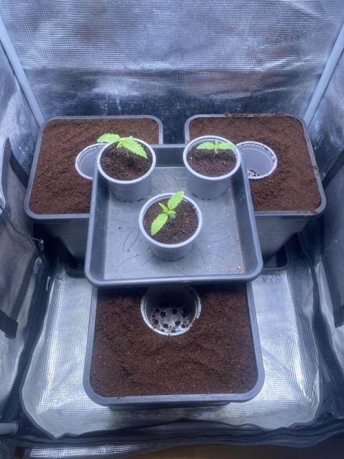 🦍🍪Gorilla Cookies FF Fast buds 420. Week 0