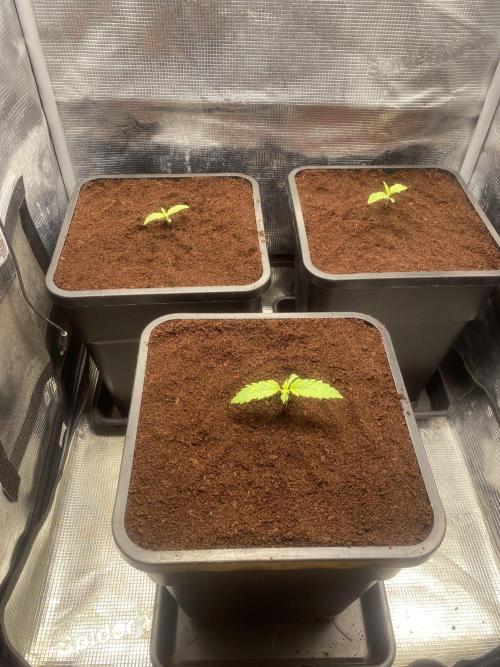 🦍🍪Gorilla Cookies FF Fast buds 420. Week 0