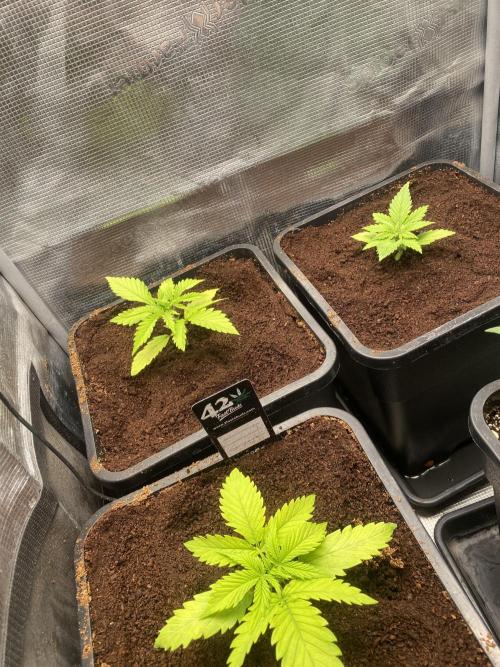 🦍🍪Gorilla Cookies FF Fast buds 420. Week 2