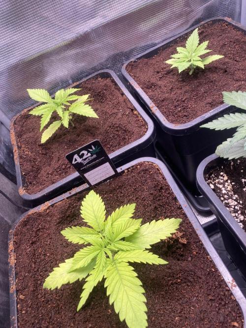 🦍🍪Gorilla Cookies FF Fast buds 420. Week 2