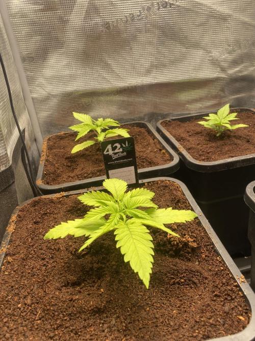 🦍🍪Gorilla Cookies FF Fast buds 420. Week 2