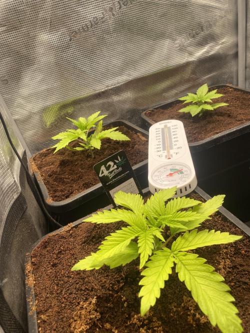 🦍🍪Gorilla Cookies FF Fast buds 420. Week 2