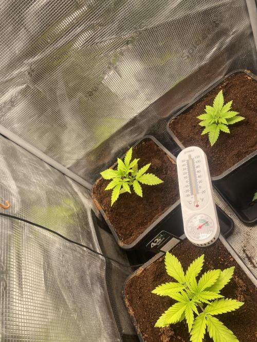 🦍🍪Gorilla Cookies FF Fast buds 420. Week 2